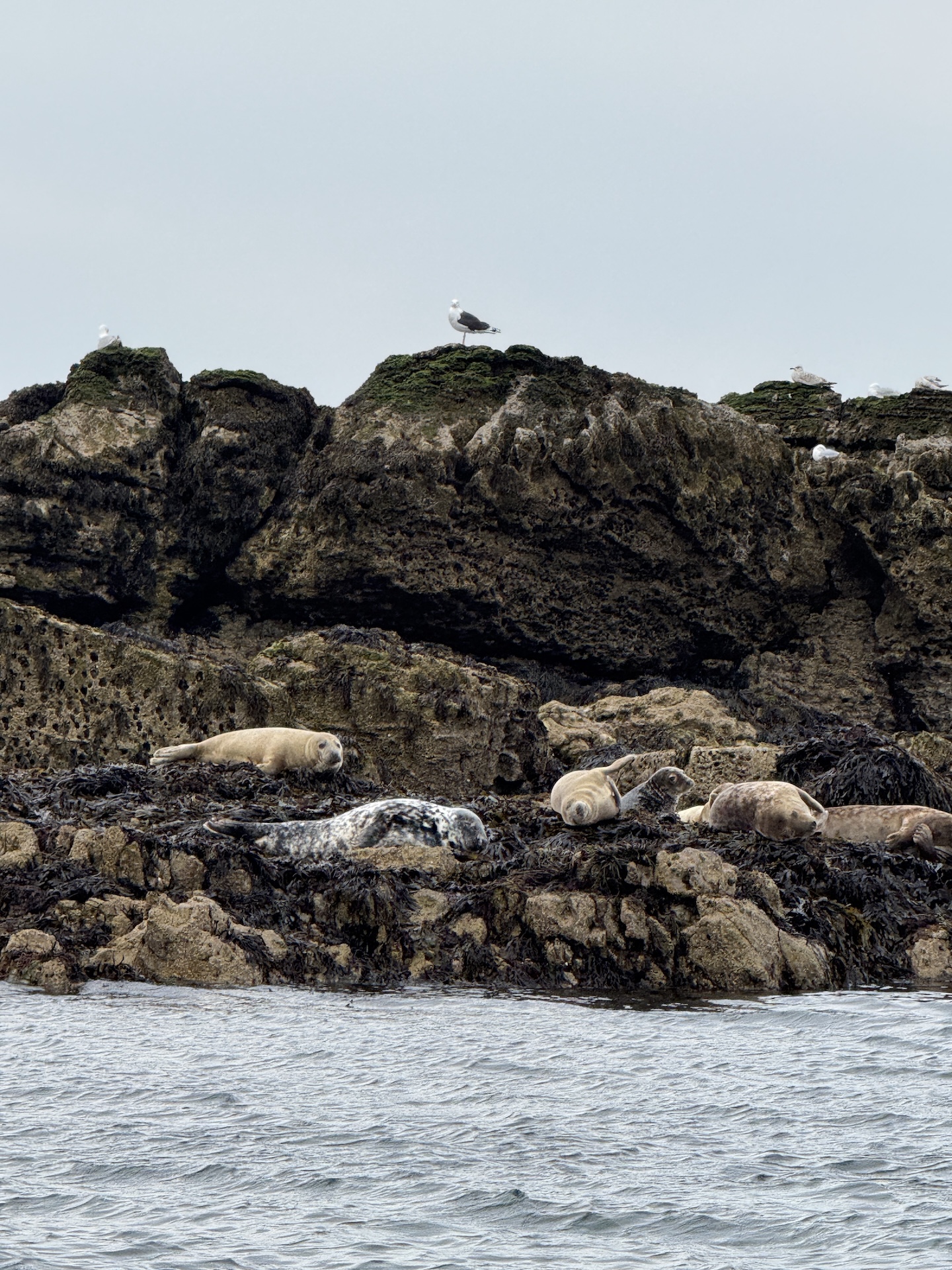 Seals at Puffin Island